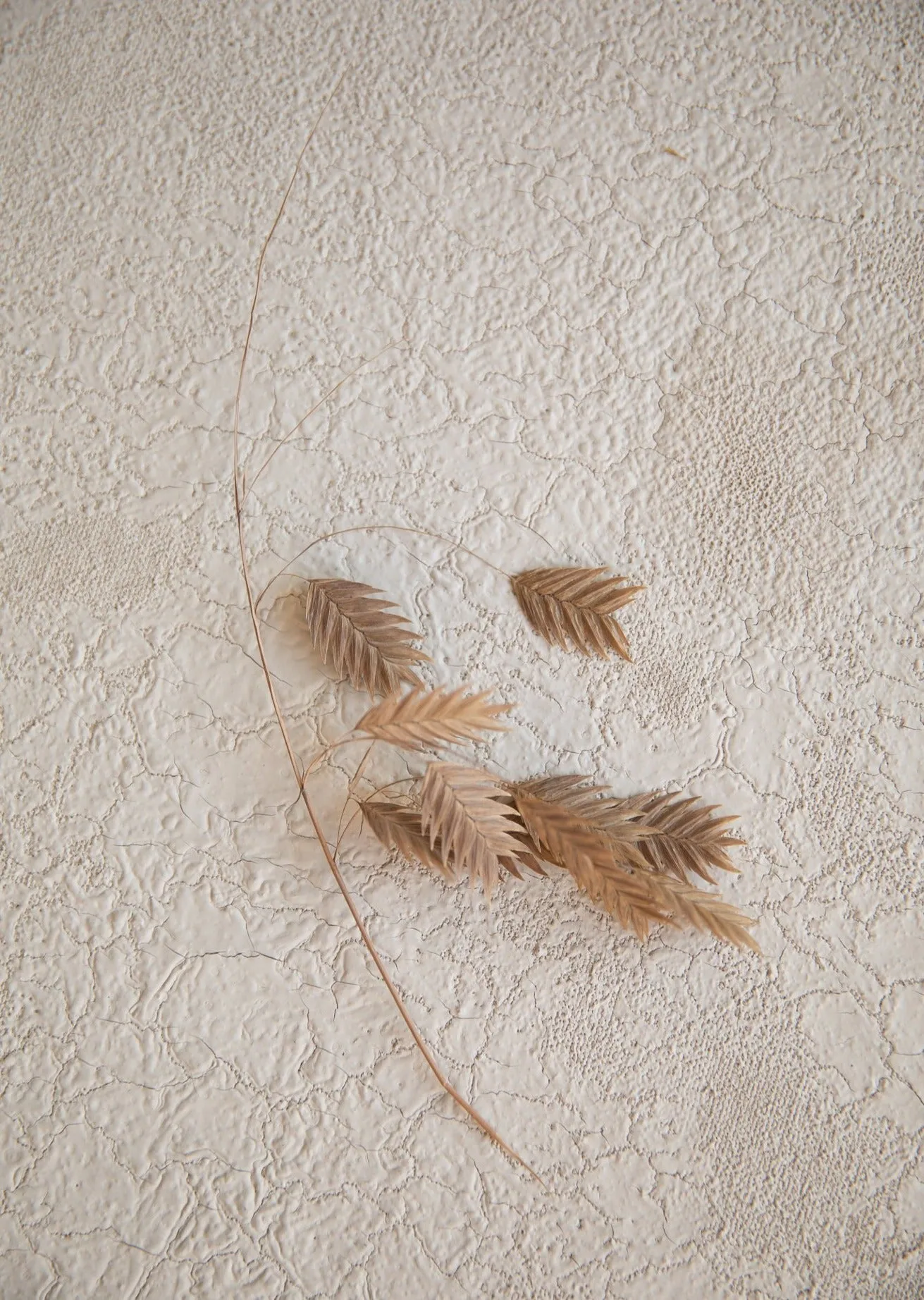 Desert Bone // #0151 I Mini Painting